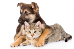 Desconto para associados em procedimentos veterinários para seus pets